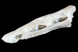 Archaeocete (Primitive Whale) Jaw Section - Basilosaur #89255-4